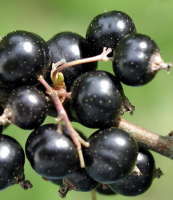 grosella negra fruto